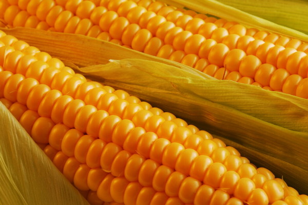 Медики рассказали, чем полезна кукуруза