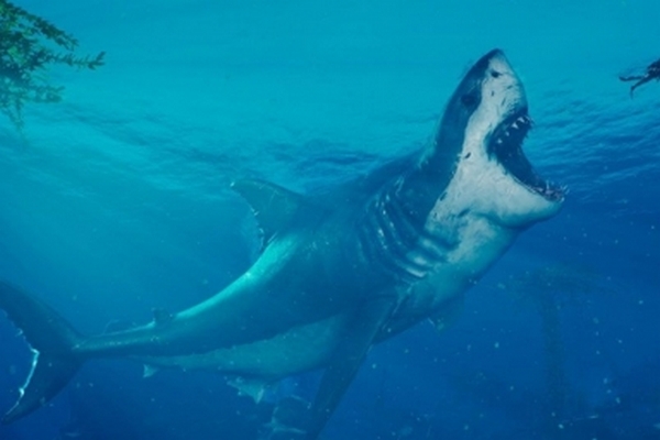 Ученые впервые выяснили настоящие размеры древней гигантской акулы