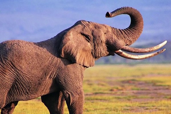 Уникальное открытие ученых: слоны могут зевать, подражая человеку