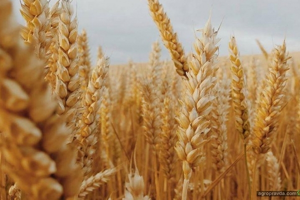 Цены на пшеницу выросли на итогах египетского тендера