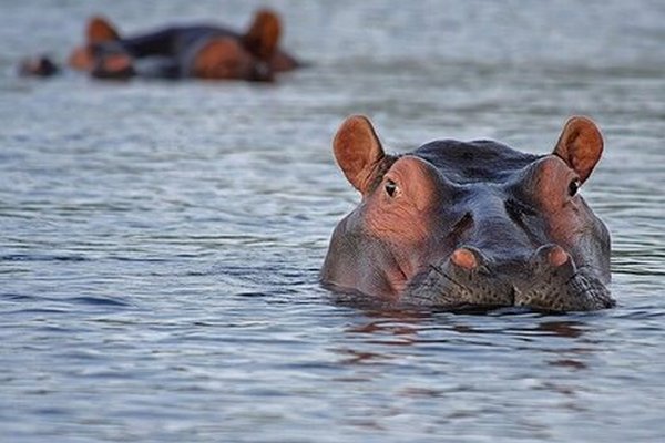 В Кении бегемот утащил ребенка в озеро