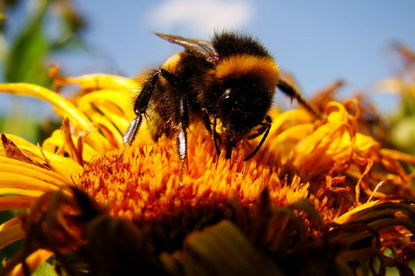 Мед по заказу: пчел научат опылять избранные растения